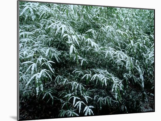The First Snow Covers Bamboo, Nikko, Tochigi, Japan-null-Mounted Photographic Print