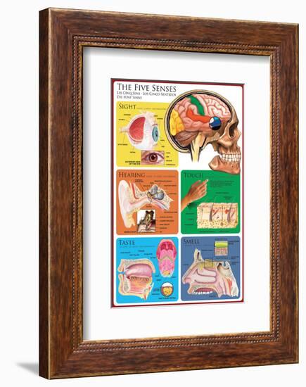 The Five Senses-null-Framed Art Print