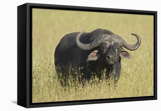 The Fixed Stare-Susann Parker-Framed Premier Image Canvas