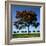 The Flame Tree, or Royal Poiniana Is a Tropical Flowering Plant, Dubai-LatitudeStock-Framed Photographic Print