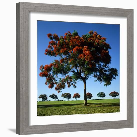 The Flame Tree, or Royal Poiniana Is a Tropical Flowering Plant, Dubai-LatitudeStock-Framed Photographic Print