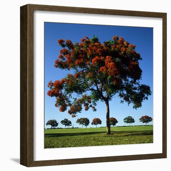 The Flame Tree, or Royal Poiniana Is a Tropical Flowering Plant, Dubai-LatitudeStock-Framed Photographic Print