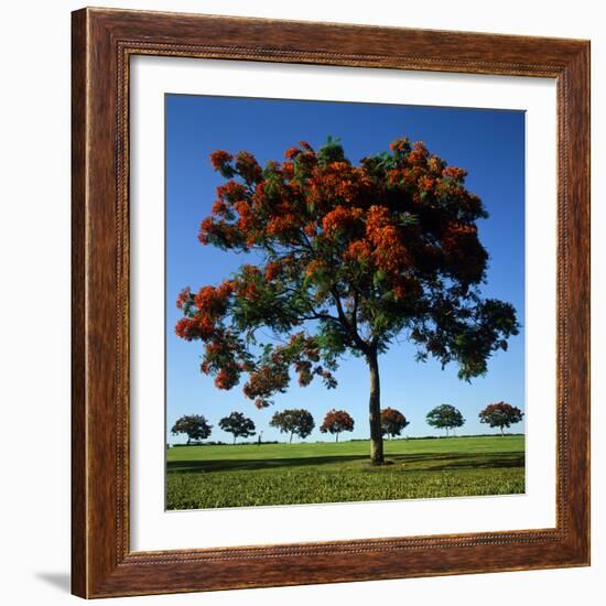 The Flame Tree, or Royal Poiniana Is a Tropical Flowering Plant, Dubai-LatitudeStock-Framed Photographic Print