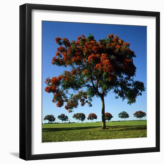 The Flame Tree, or Royal Poiniana Is a Tropical Flowering Plant, Dubai-LatitudeStock-Framed Photographic Print