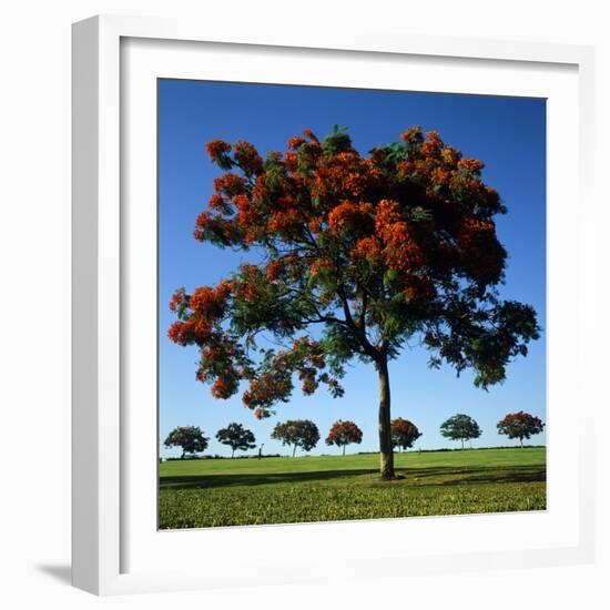 The Flame Tree, or Royal Poiniana Is a Tropical Flowering Plant, Dubai-LatitudeStock-Framed Photographic Print