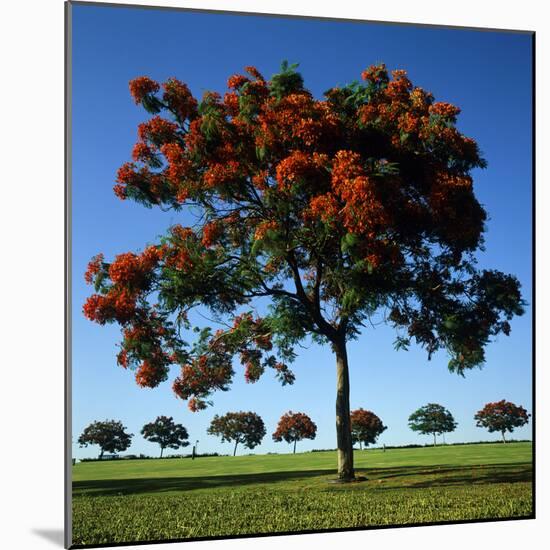 The Flame Tree, or Royal Poiniana Is a Tropical Flowering Plant, Dubai-LatitudeStock-Mounted Photographic Print