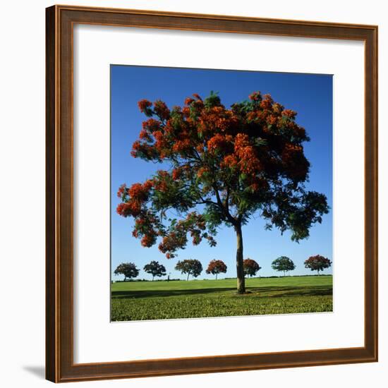 The Flame Tree, or Royal Poiniana Is a Tropical Flowering Plant, Dubai-LatitudeStock-Framed Photographic Print