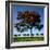 The Flame Tree, or Royal Poiniana Is a Tropical Flowering Plant, Dubai-LatitudeStock-Framed Photographic Print