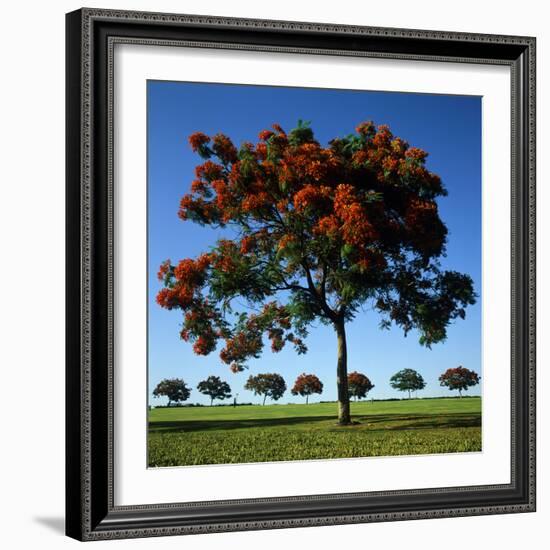 The Flame Tree, or Royal Poiniana Is a Tropical Flowering Plant, Dubai-LatitudeStock-Framed Photographic Print