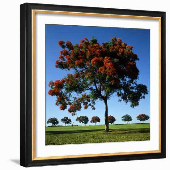 The Flame Tree, or Royal Poiniana Is a Tropical Flowering Plant, Dubai-LatitudeStock-Framed Photographic Print