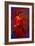 The Flamenco Dancer-Steven Boone-Framed Photographic Print