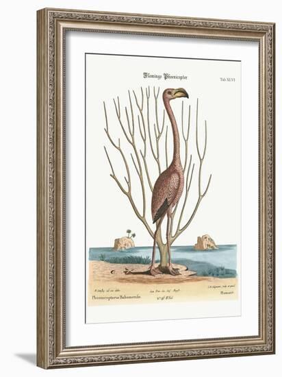 The Flamingo, 1749-73-Mark Catesby-Framed Giclee Print