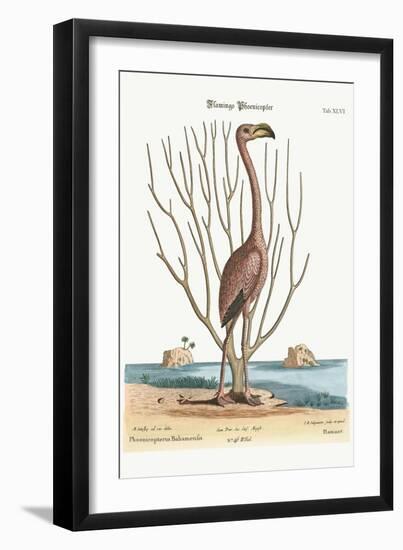 The Flamingo, 1749-73-Mark Catesby-Framed Giclee Print