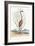 The Flamingo, 1749-73-Mark Catesby-Framed Giclee Print