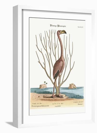 The Flamingo, 1749-73-Mark Catesby-Framed Giclee Print