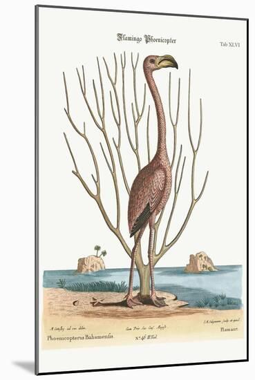 The Flamingo, 1749-73-Mark Catesby-Mounted Giclee Print