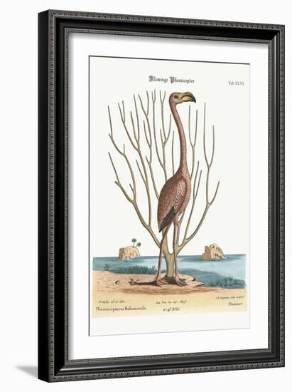 The Flamingo, 1749-73-Mark Catesby-Framed Giclee Print