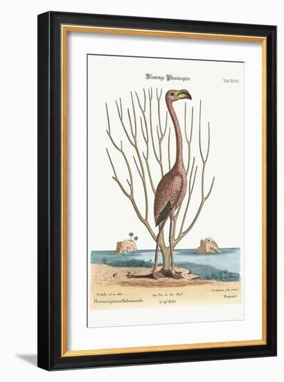 The Flamingo, 1749-73-Mark Catesby-Framed Giclee Print