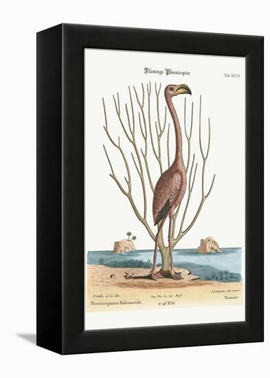 The Flamingo, 1749-73-Mark Catesby-Framed Premier Image Canvas