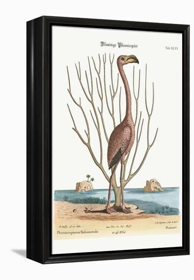 The Flamingo, 1749-73-Mark Catesby-Framed Premier Image Canvas