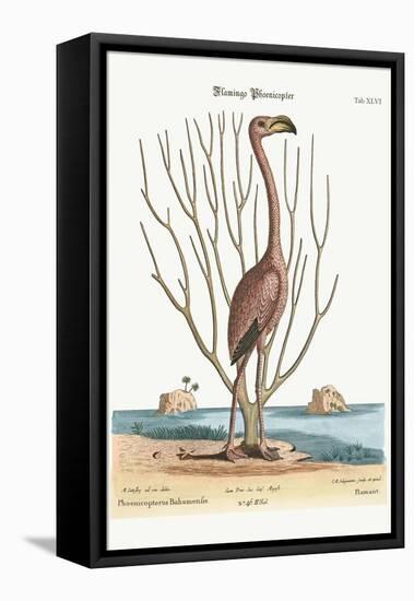 The Flamingo, 1749-73-Mark Catesby-Framed Premier Image Canvas