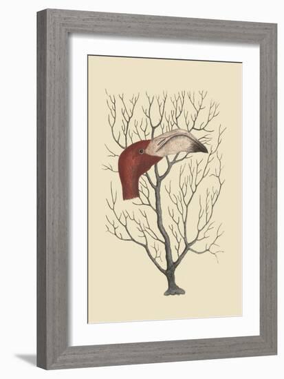 The Flamingo's Bill-Mark Catesby-Framed Art Print