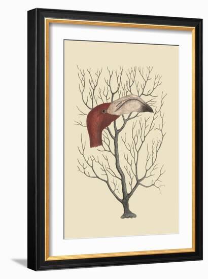 The Flamingo's Bill-Mark Catesby-Framed Art Print