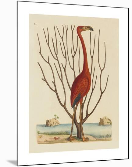 The Flamingo-Mark Catesby-Mounted Premium Giclee Print