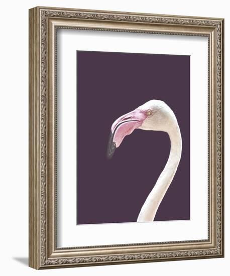 The Flamingo-Design Fabrikken-Framed Photographic Print