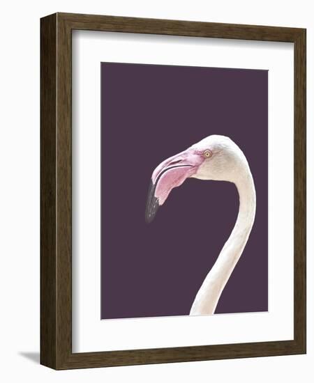 The Flamingo-Design Fabrikken-Framed Photographic Print