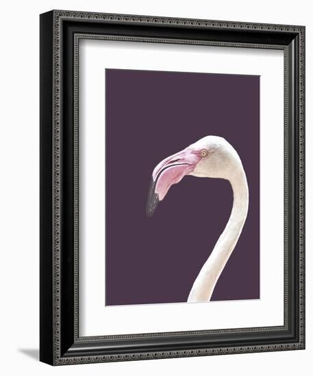 The Flamingo-Design Fabrikken-Framed Photographic Print