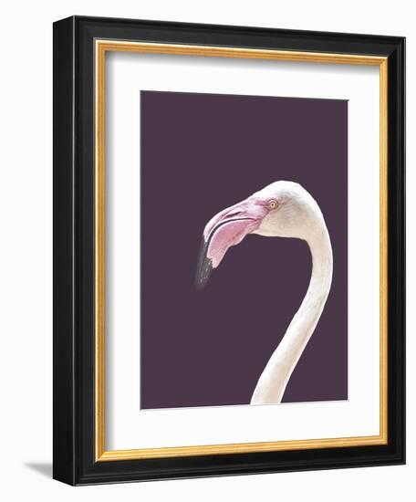 The Flamingo-Design Fabrikken-Framed Photographic Print