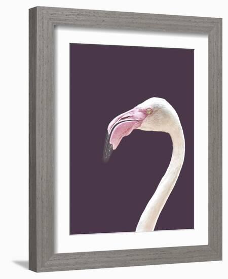 The Flamingo-Design Fabrikken-Framed Photographic Print