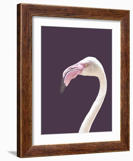 The Flamingo-Design Fabrikken-Framed Photographic Print