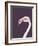 The Flamingo-Design Fabrikken-Framed Photographic Print