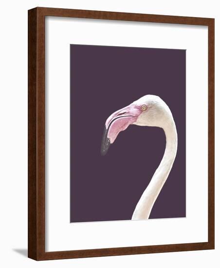 The Flamingo-Design Fabrikken-Framed Photographic Print