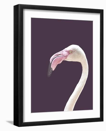 The Flamingo-Design Fabrikken-Framed Photographic Print