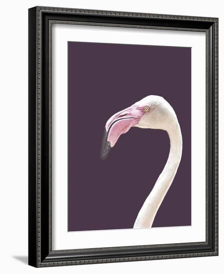 The Flamingo-Design Fabrikken-Framed Photographic Print