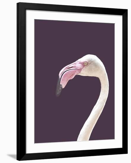 The Flamingo-Design Fabrikken-Framed Photographic Print