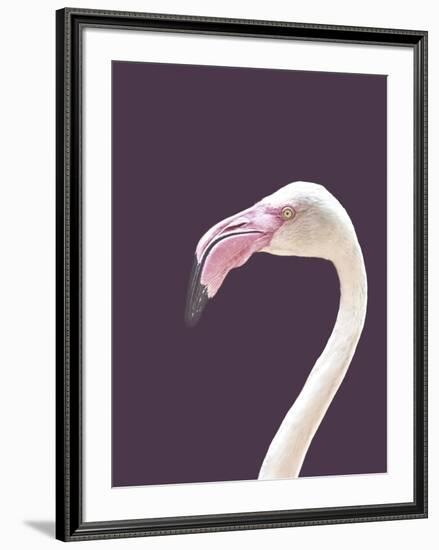 The Flamingo-Design Fabrikken-Framed Photographic Print