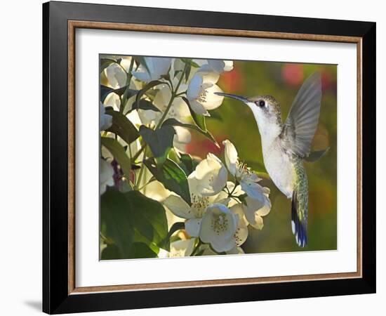 The Flower Dance II-Leda Robertson-Framed Art Print