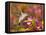 The Flower Dance IX-Leda Robertson-Framed Stretched Canvas