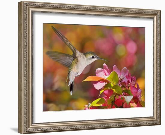 The Flower Dance IX-Leda Robertson-Framed Art Print