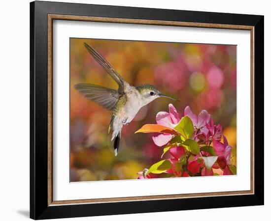 The Flower Dance IX-Leda Robertson-Framed Art Print