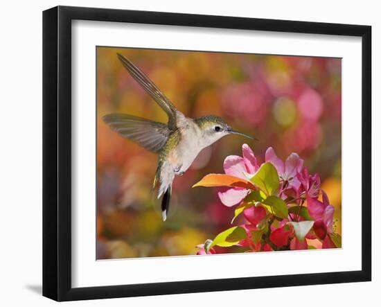 The Flower Dance IX-Leda Robertson-Framed Art Print