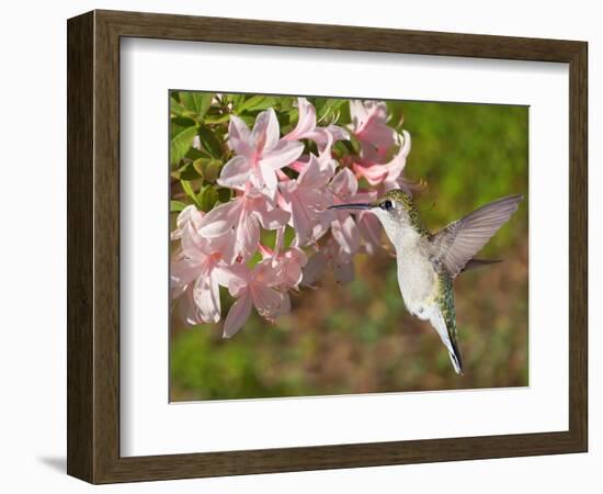 The Flower Dance VI-Leda Robertson-Framed Art Print