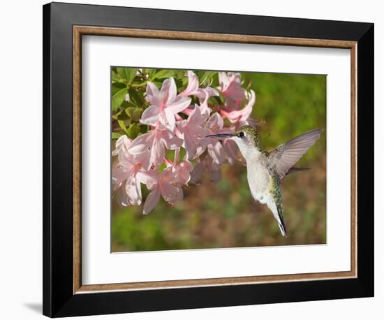 The Flower Dance VI-Leda Robertson-Framed Art Print