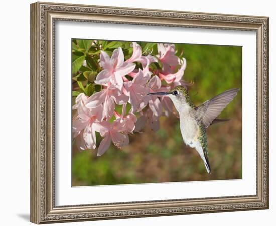 The Flower Dance VI-Leda Robertson-Framed Art Print