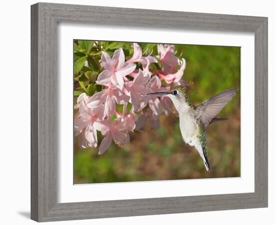 The Flower Dance VI-Leda Robertson-Framed Art Print