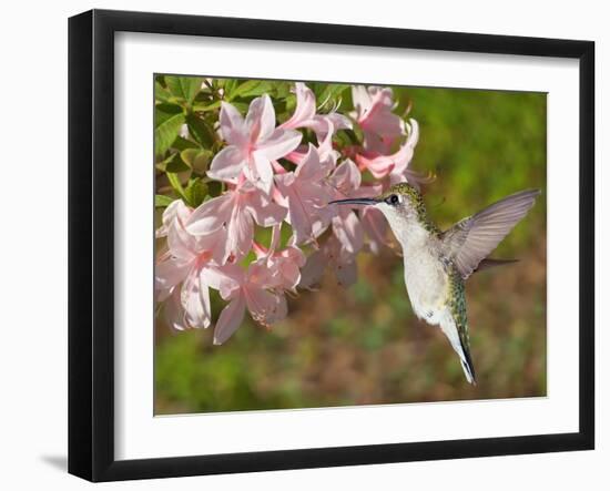 The Flower Dance VI-Leda Robertson-Framed Art Print